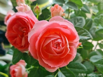 諾娃月季/鮭紅色陽臺(tái)月季