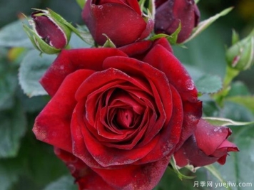 流星王陽臺(tái)月季