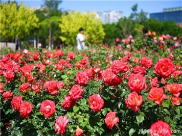 月季花黑斑病如何防治呢？