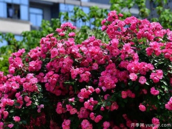 武漢新增多條絕美月季花道，江城處處花海景觀