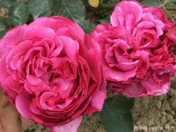 伊芙里奧月季的優(yōu)缺點是什么？