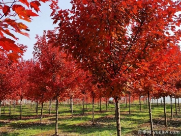 美國紅楓和日本紅楓的區(qū)別？哪個好？