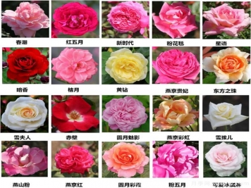 北京園科院自育月季萬里挑一，提升北京城的氣質(zhì)與顏值