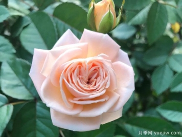四個(gè)丘比特月季