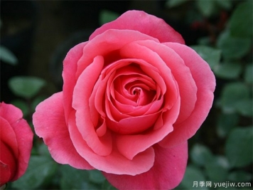 rose是什么，玫瑰和月季的區(qū)別到底在哪！