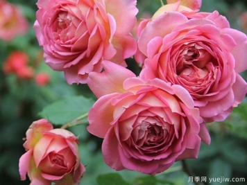 推薦4種月季，隨便一養(yǎng)就爆花，夏天耐熱不怕曬