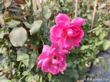 藤本月季大游行的優(yōu)缺點是什么？