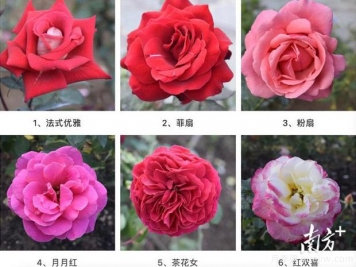 東莞植物園83個(gè)月季花品種盛放，教你如何種月季
