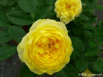 聊聊金絲雀月季為什么貴？