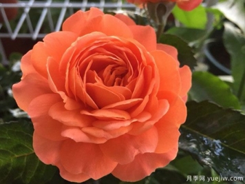 土星王陽臺(tái)月季