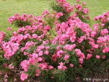 擺渡月季