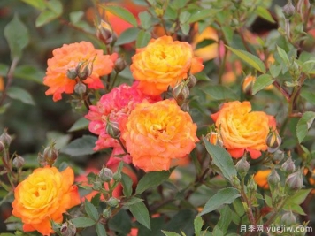 太陽(yáng)姑娘月季