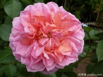 英國(guó)皮特月季，品種匯集