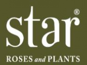月季育種家：美國Star玫瑰苗圃(Star Roses And Plants)