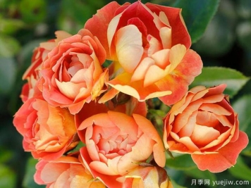 芒果蜜蜂樂(lè)園月季