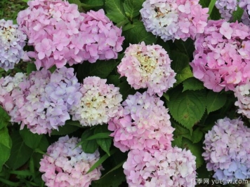不同品種的繡球開花后如何修剪？