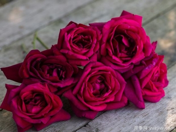 冷艷高貴，推薦5個濃香黑紅色月季品種