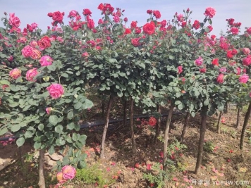 南陽內(nèi)鄉(xiāng)月季村收入近億元，種植樹狀月季走上快車道