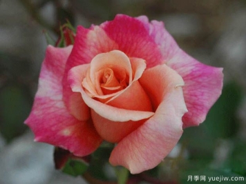 胡佛總統(tǒng)月季的優(yōu)缺點(diǎn)是什么？