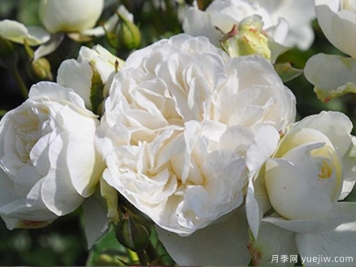 三位一體月季的優(yōu)缺點(diǎn)是什么？