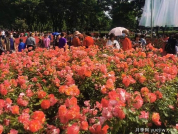 春天月季盛開，德陽的市花月季該有多美！