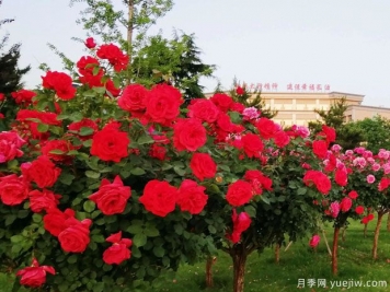 長(zhǎng)治月季市花文化和景觀圖集