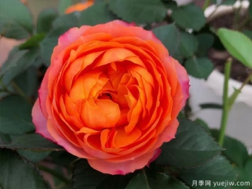 芒果浪漫月季