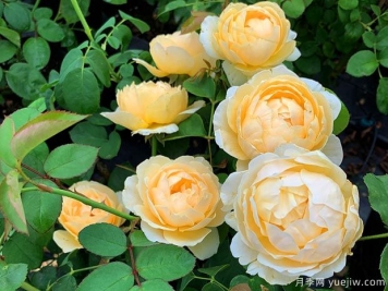 推薦6個藤本月季品種，一年長成花墻，四季花開不斷