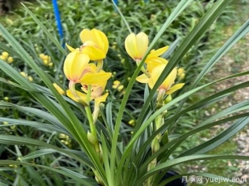 蘭花常見病害喲哪些？如何識(shí)別與防治？