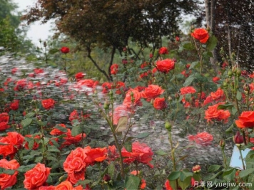 種植月季2000多萬株，鄭州打造月季花城