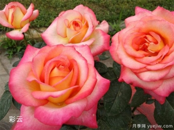 大花月季均價(jià)大概多少錢(qián)一株？
