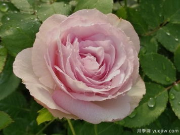 銀色蕾絲月季的優(yōu)缺點(diǎn)是什么？