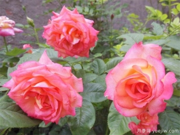 沈陽(yáng)玫瑰市花文化和月季景觀