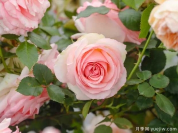 月季花如何施肥能花多色艷？月季施肥時(shí)間注意點(diǎn)