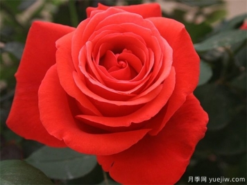 花友寶典，月季養(yǎng)護(hù)要點(diǎn)說(shuō)明書(shū)