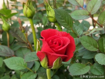 紅鉆月季的優(yōu)缺點是什么？