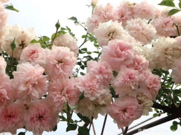 觀景臺(tái)月季/驚醒月季