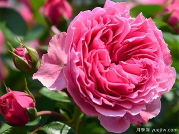 月季怎樣換盆？月季花換盆辦法
