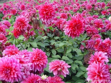 月季花花期長(zhǎng)，養(yǎng)花還有哪幾種花期可達(dá)半年？