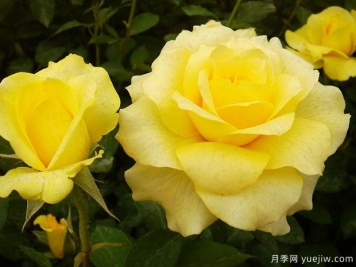 金牌月季的優(yōu)缺點(diǎn)是什么？