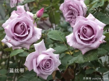藍絲帶月季/蘭絲帶月季