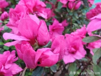  如何把杜鵑花養(yǎng)好？做好四點(diǎn)，花開熱情四季可賞