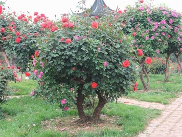 綠化苗木移植準(zhǔn)備工作、標(biāo)準(zhǔn)流程和養(yǎng)護(hù)管理
