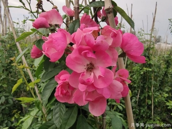 北方常見(jiàn)的4個(gè)耐寒花卉是什么？月季牡丹芍藥鐵線蓮