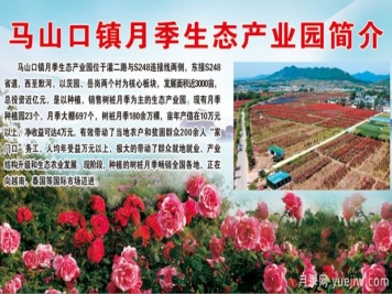 南陽內鄉(xiāng)馬山口鎮(zhèn)月季生態(tài)產業(yè)園簡介