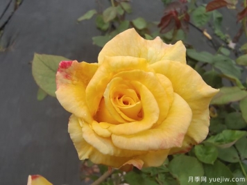 黃玫瑰代表什么意思？黃玫瑰寓意？黃玫瑰的花語(yǔ)是什么？
