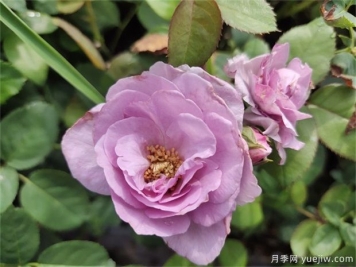 藍(lán)玫瑰花語(yǔ)是什么？藍(lán)玫瑰代表什么意思？