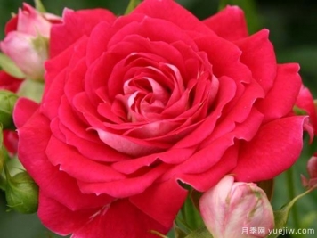 櫻桃花環(huán)月季/櫻桃門(mén)廊月季
