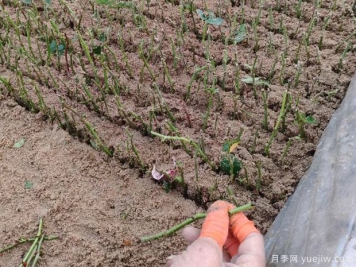 扦插不成功，可能是種植的環(huán)境條件不達(dá)標(biāo)