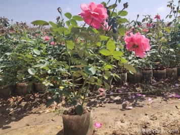 花卉園藝栽培的種植介質(zhì)怎么選？基質(zhì)土和肥料